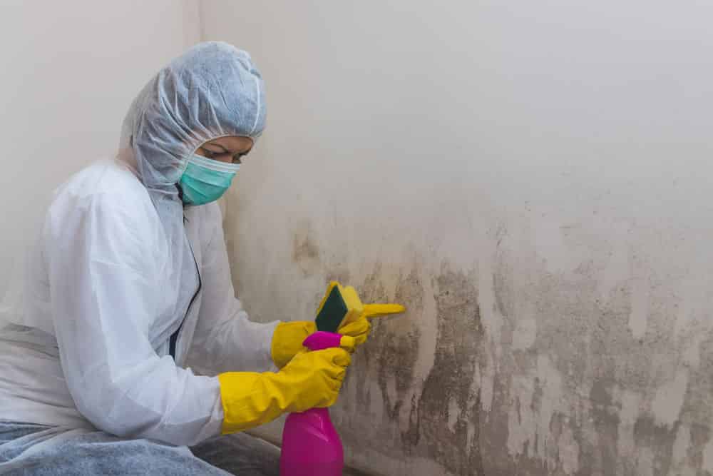 Mold Remediation image